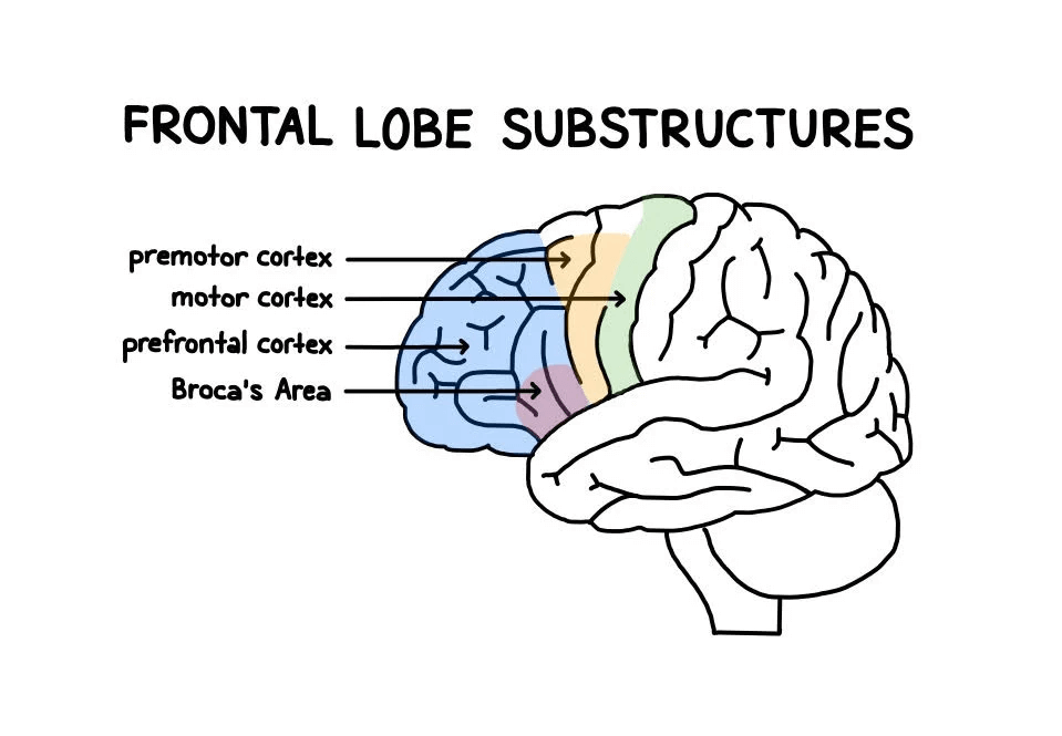Drawing of human brain with frontal lobe substructures